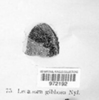 Lecanora gibbosa image